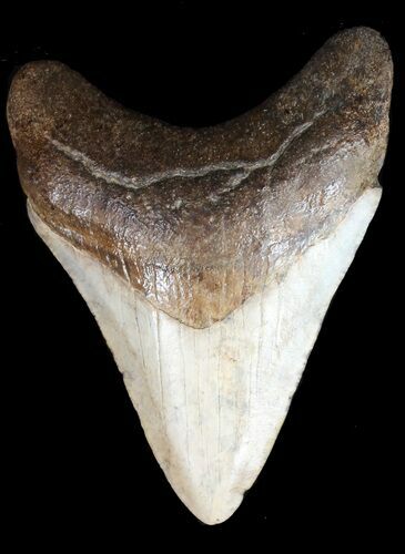 Fossil Megalodon Tooth - Georgia #45115